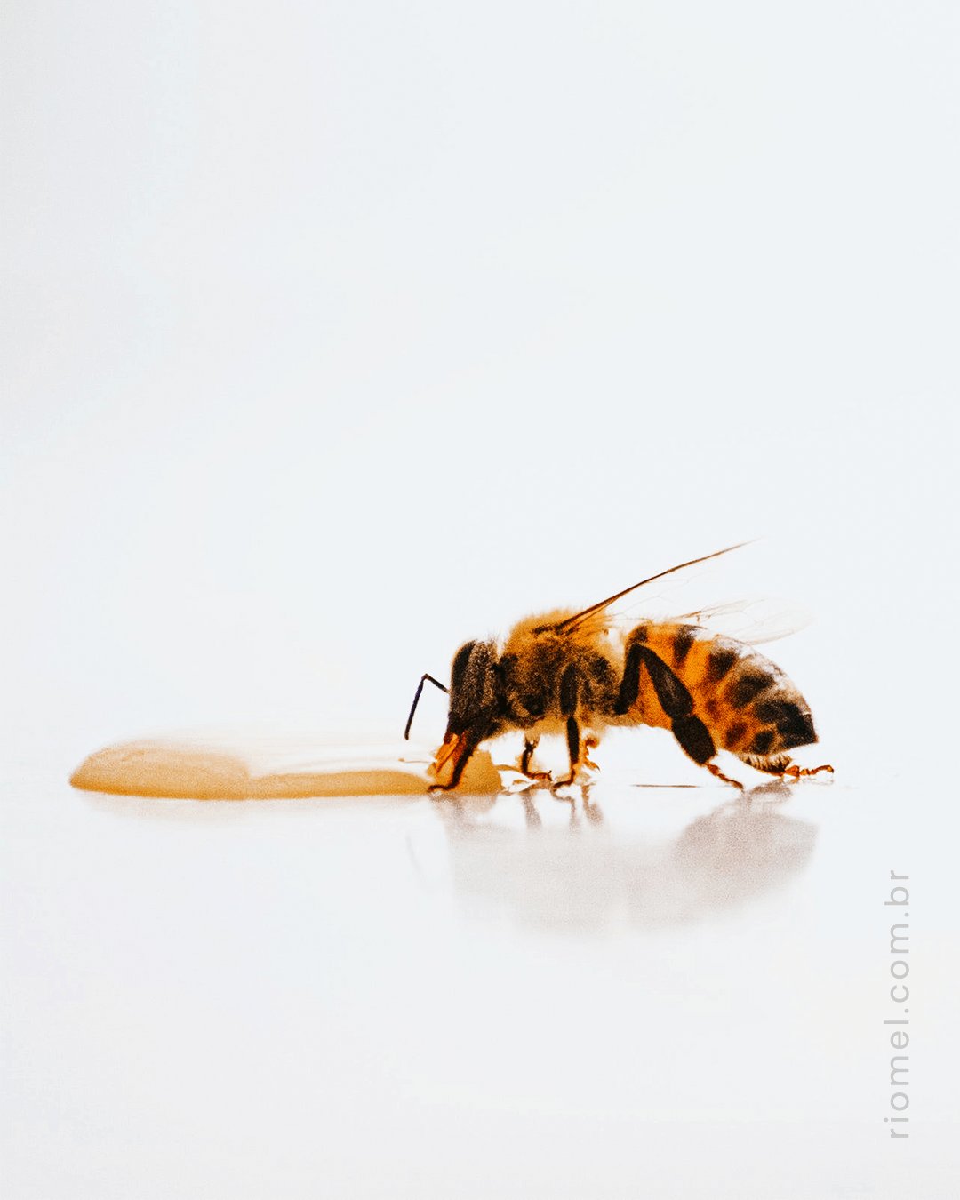 Como espantar abelhas: truques e técnicas lidar com o inseto