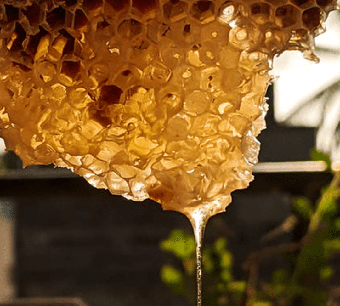 Mel de abelhas: como são feitos os produtos da Riomel
