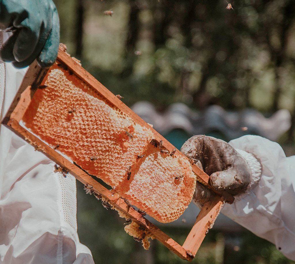 Como funciona a apicultura: tudo que você precisa saber sobre a profissão