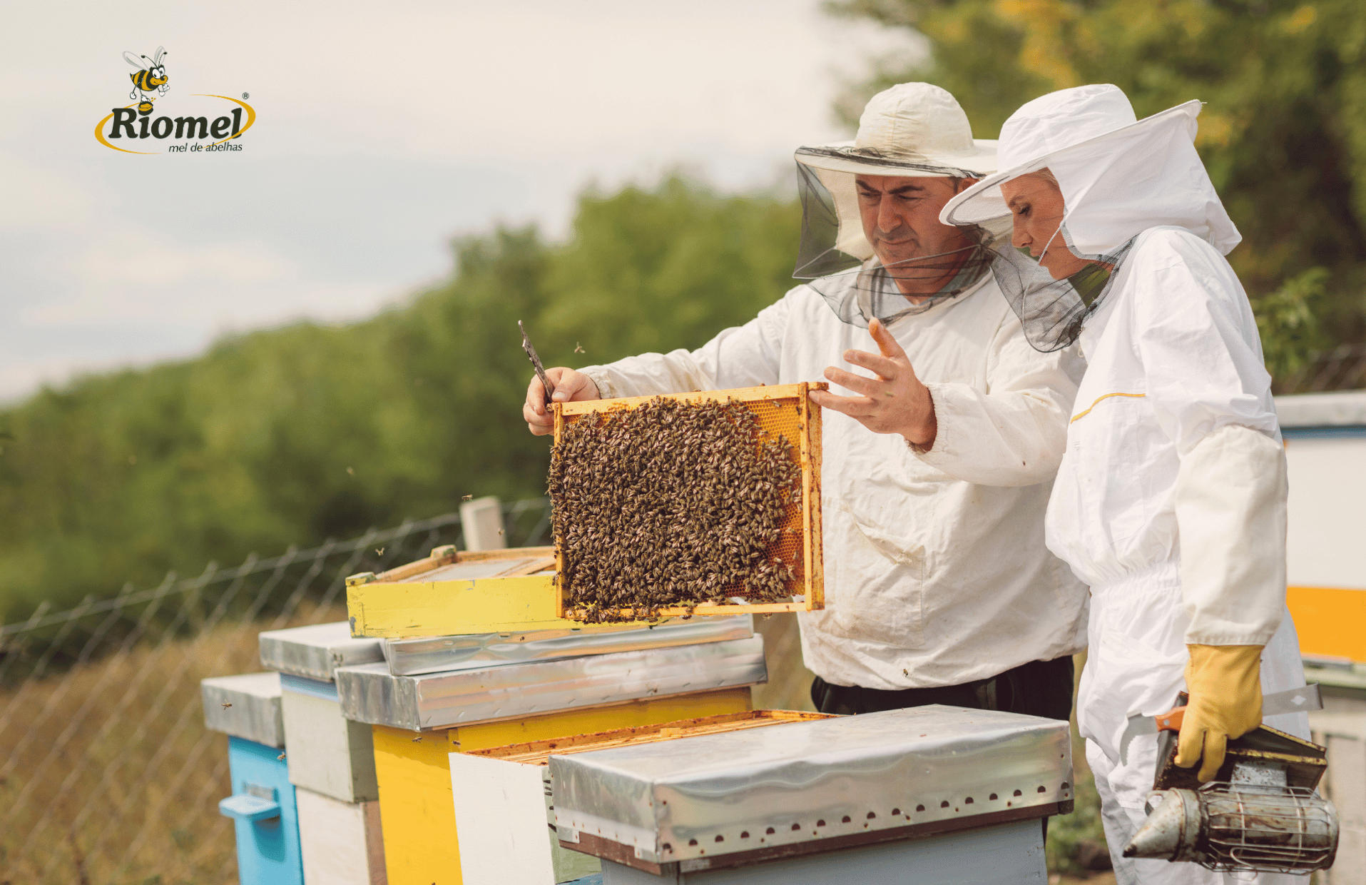 Dia do Apicultor: Celebre a apicultura com a Riomel