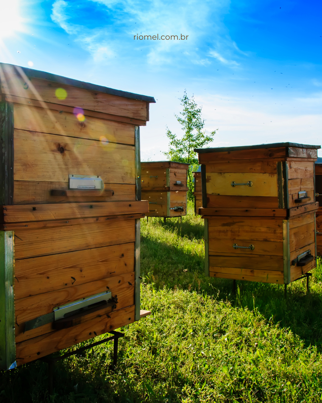 Própolis: o que é, para que serve e benefícios do produto apícola